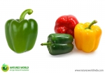 Capsicum (SHIMLA MIRCH)